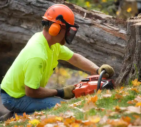 tree services St. Leonard